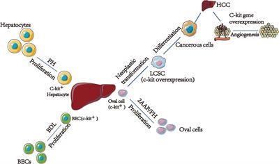 C-Kit, a Double-Edged Sword in Liver Regeneration and Diseases